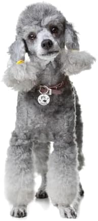 Хъски Двустранно Гравиране на Персонализирани Лични Адресни Етикети за домашни Кучета от Неръждаема Стомана за яка за кучета Анти-Изгубения Медальон с табелка за