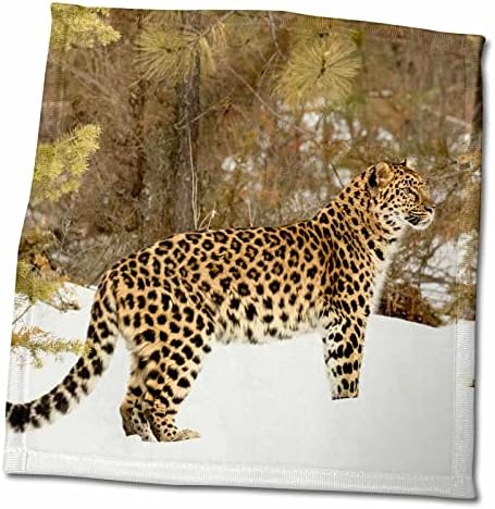 3. Дальневосточный леопард стои нащрек в зимния сняг. - Кърпи (twl-278008-3)